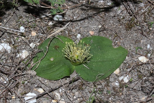 Image of Massonia pustulata by (c) Brian du Preez, some rights reserved (CC BY-SA)