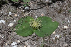 Massonia pustulata
