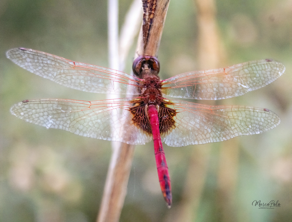 Dwarf Glider