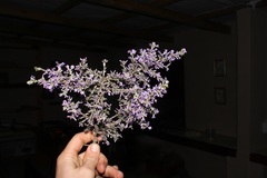 Amphithalea violacea