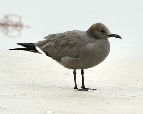 Gray Gull｜灰鸥 参考照片