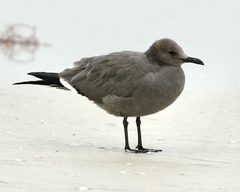 Gray Gull photo 2