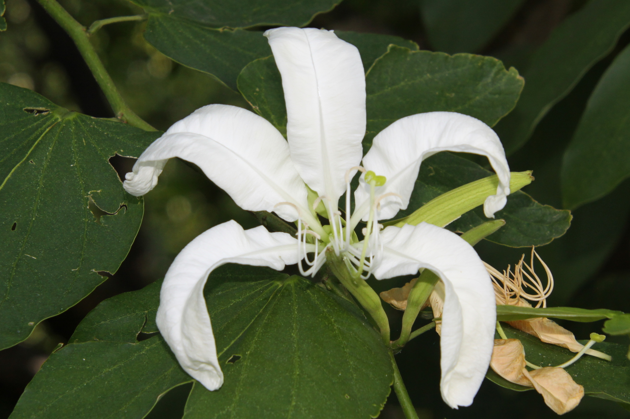 Bauhinia forficata
