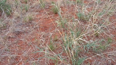 Schmidtia pappophoroides