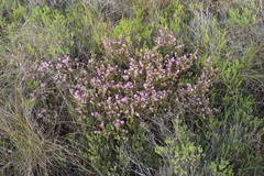 Coleonema aspalathoides