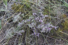 Amphithalea violacea