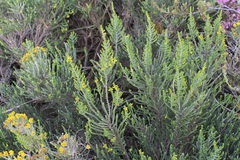 Aspalathus pinguis pinguis