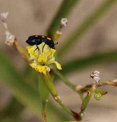 (c) Tony Rebelo, some rights reserved (CC BY-SA) Moraea ramosissima, photograph (c) Tony Rebelo, some rights reserved (CC BY-SA)