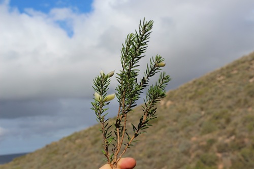 Image of Xiphotheca rosmarinifolia by (c) Brian du Preez, some rights reserved (CC BY-SA)