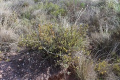 Leucadendron coriaceum