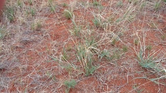 Schmidtia pappophoroides