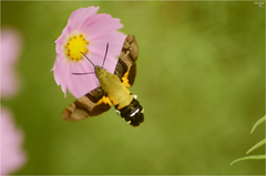 Macroglossum bombylans