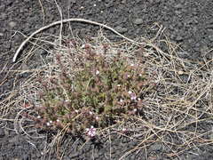 Micromeria herpyllomorpha subsp. herpyllomorpha image