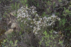 Diosma passerinoides