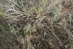 Aspalathus eustonbrownii