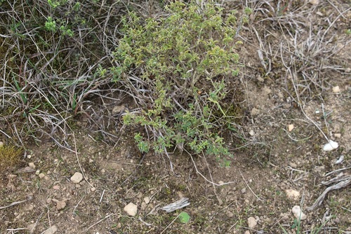 Image of Argyrolobium pachyphyllum by (c) Brian du Preez, some rights reserved (CC BY-SA)