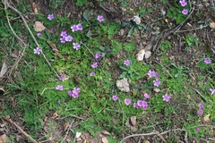 Oxalis zeekoevleyensis