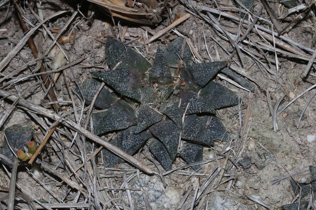 Haworthia maraisii