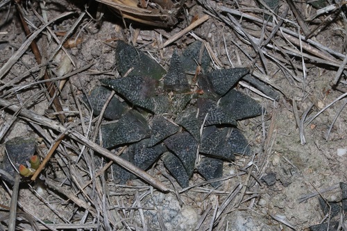 Haworthia maraisii
