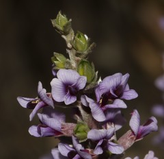 Amphithalea violacea