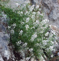 Astragalus clerceanus