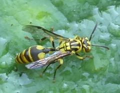 Ropalidia ornaticeps