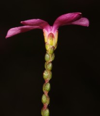 Acmadenia macropetala