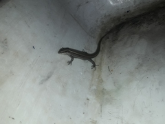 Pholidobolus montium