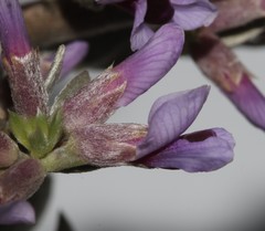 Amphithalea violacea