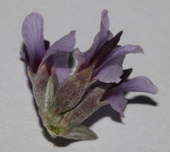 Amphithalea violacea