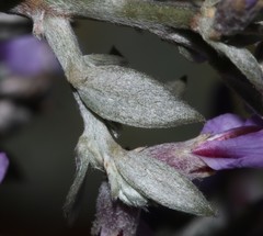 Amphithalea violacea