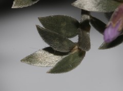 Amphithalea violacea