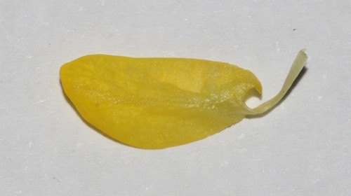 Image of Polhillia curtisiae by (c) Brian du Preez, some rights reserved (CC BY-SA)