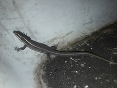 Pholidobolus montium