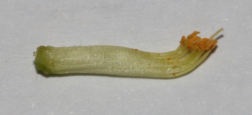 Image of Polhillia curtisiae by (c) Brian du Preez, some rights reserved (CC BY-SA)