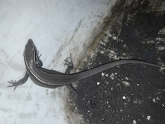 Pholidobolus montium