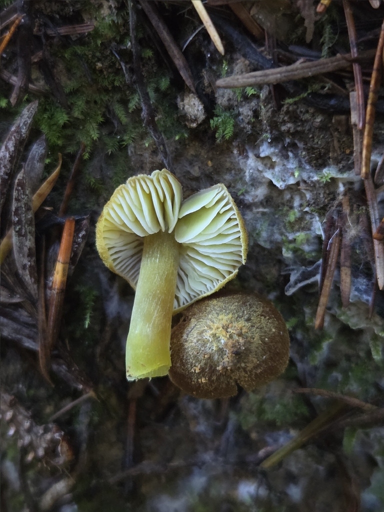 Hygrocybe virescens · December 2025 · photo: © mandymushii (iNaturalist, cc-by)