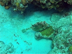 Acanthostracion polygonium