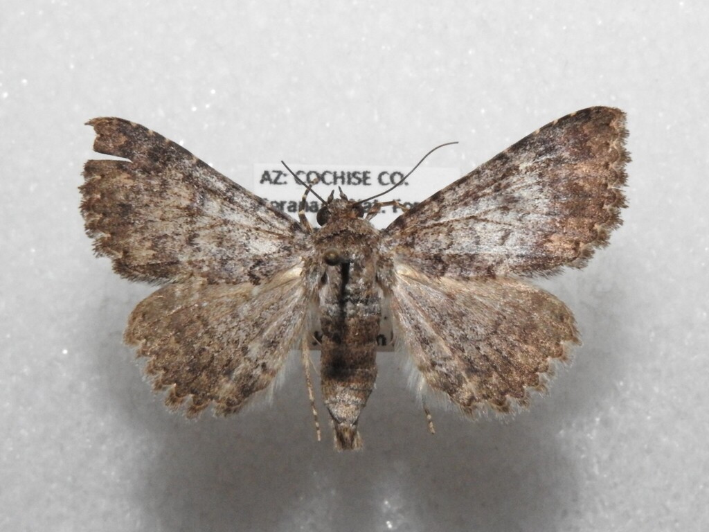 Matigramma repentina