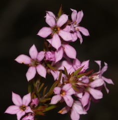 Coleonema aspalathoides