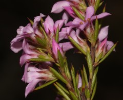 Coleonema aspalathoides