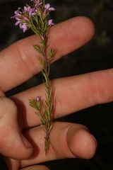 Coleonema aspalathoides
