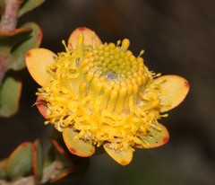 Leucadendron coriaceum