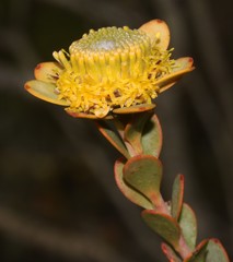 Leucadendron coriaceum