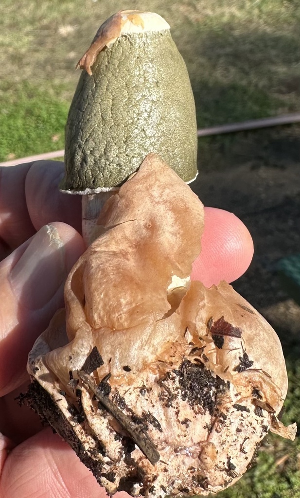Phallus ravenelii · December 2025 · photo: © isleibj (iNaturalist, cc0)