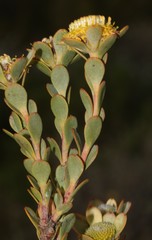 Leucadendron coriaceum