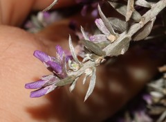 Amphithalea violacea