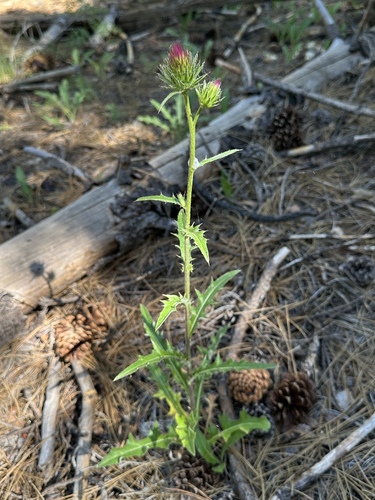 Anderson's thistle (Cirsium andersonii)