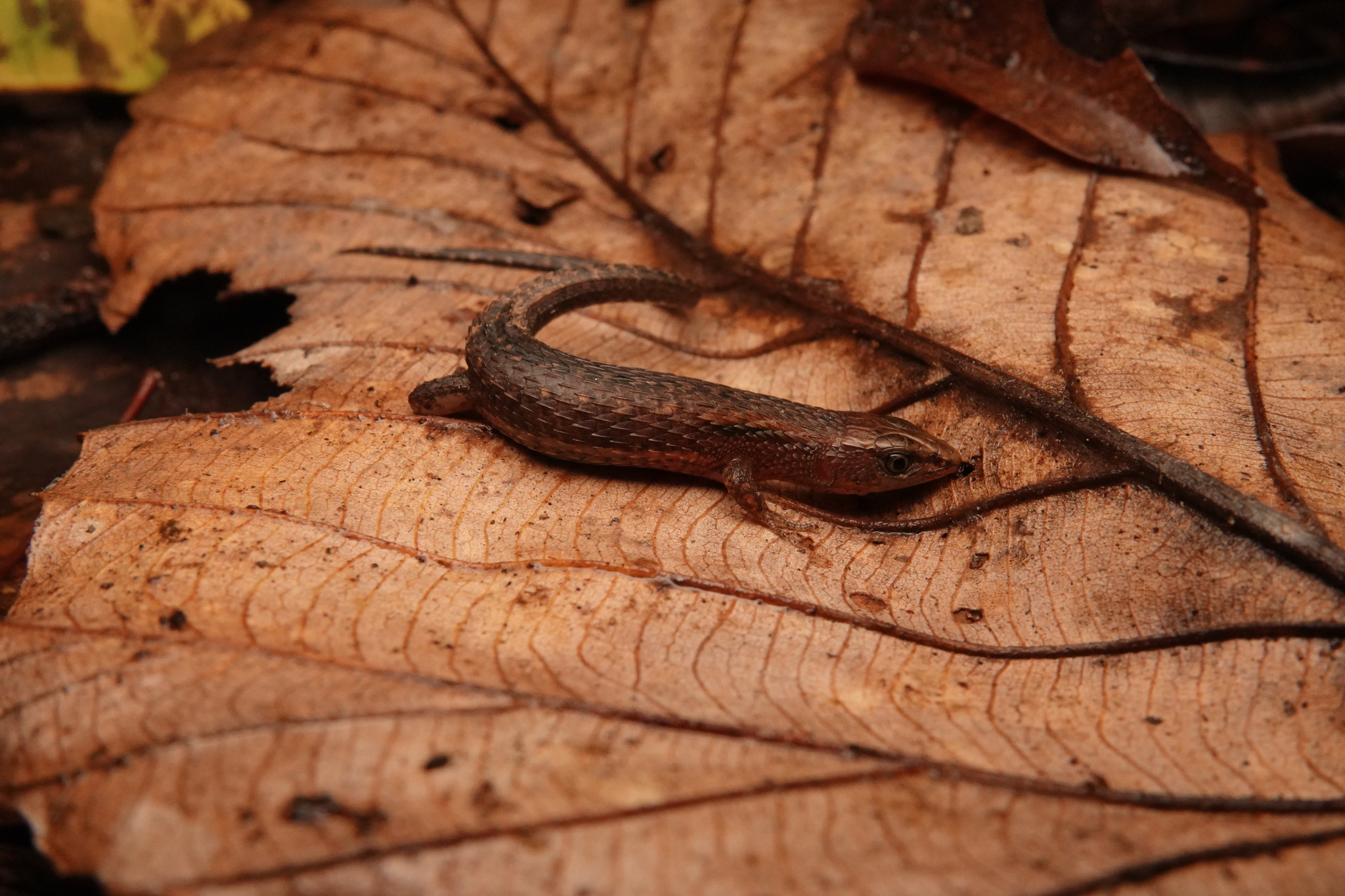 Alopoglossus angulatus (Linnaeus, 1758)