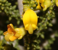 Aspalathus pinguis pinguis